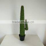 SJ3001009 High Imitation Cactus Plant/indoor Decoration Cactus Plant thumbnail-1