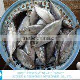 Sea Foood Big Eye Frozen Horse Mackerel thumbnail-1
