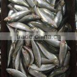 2016 On Sale Best Price Frozen Sardines thumbnail-2