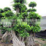 Ficus Microcarpa Exporter thumbnail-1