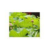 Nuciferin Powder(lotus Leaf Extract) thumbnail-1