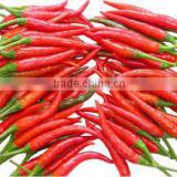 Best Price Fresh Hot Red Chili Pepper from Vietnam
