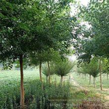 One Chinese Tallow Tree With a Trunk Diameter of 8 cm at Breast Height in 2020 for Sale thumbnail-5