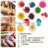 Stickers & Decals 3D Dry Flower, Mix 12 Color Decoration Real Dried Dry Flower for Nail Art Decoration ZX:GH744 thumbnail-3