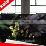 Programmable Star Sports Live Cricket Match Led Display Screen thumbnail-4