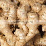 Market Prices for Ginger/ Yellow Dry Ginger Dried Ginger Pieces thumbnail-2