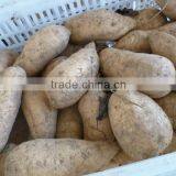 Fresh Sweet Potato Yellow Potato thumbnail-3