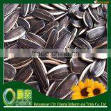 The Biggest Export Factory Of Sunflower Seeds