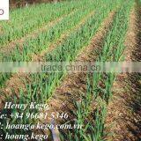 Fresh Garlic thumbnail-3