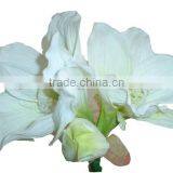 SJ1012074 Artificial Wholesale Factory Price Hippeastrum Amaryllis Flower Silk thumbnail-5