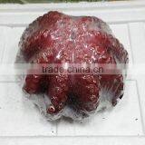 Frozen Cleaned Octopus thumbnail-2