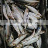 Import Canned Tuna Sardine thumbnail-2
