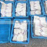 Frozen Squid Tube thumbnail-5