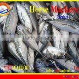 FROZEN W/R HORSE MACKEREL thumbnail-1