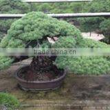 Professional and High-grade Bonsai Plants for Sale Tree at Custom Tailoring thumbnail-1
