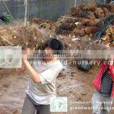 Trachycarpus Fortunei Big Size Loading thumbnail-1