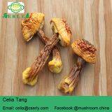 Blazei Mushroom thumbnail-2