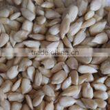 Organic Sunflower Kernel thumbnail-2