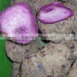 Fresh Yam Tubers From Vietnam thumbnail-3