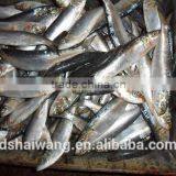Frozen Sardine Fish Whole Round thumbnail-2