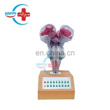 HC-S287 Advanced Electrical human brainstem model with voice prompting Brain model anatomy model human