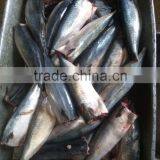 100% NEW Frozen Mackerel HGT 100-200g 200-300g HG Mackerel