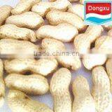 Good Raw Peanuts in Shell