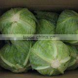 2013 Fresh Chinese Cabbage for Sales thumbnail-3