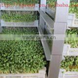 Fodder Sprouting Machine/barley Grass Growing Machine thumbnail-3