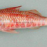Red Mullet thumbnail-1