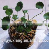 Handwoven Bamboo Decorative Basket for Planting thumbnail-5