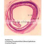 Medical Slides/ Prepared Microscope Histology Slides/Epithelium Sec. Slides thumbnail-5