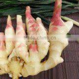 Latest Crop China Fresh Ginger thumbnail-6