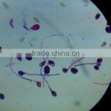 Teacher Teaching Microscope Slides 7101 thumbnail-5