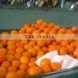 ORANGE FROM EGYPT thumbnail-3