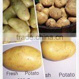 Fresh Good Quality Yellow Potato With Yellow Pulp