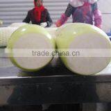 Fresh Radish to Canada From Chinese Factory thumbnail-2