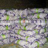 Fresh Vegetable( Carrot ,giner,onion,potato,garlic,taro thumbnail-3