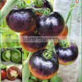 Hybrid Black Purple Cherry Tomato Seeds For Sale-Purple Bright thumbnail-2