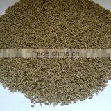 Cumin Seeds EU & Singapore Quality 99.11% Purity thumbnail-2