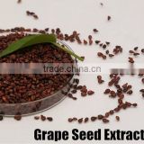 100% natural Proanthocyanidins organic grape seed extract