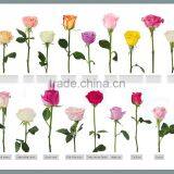 Supply Fresh Cut Flower Rose From Flower Base in Kingming thumbnail-6