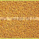 Yellow Mustard Seeds thumbnail-2