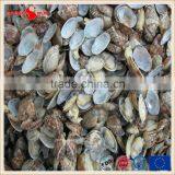 Frozen Boiled V-packed Baby Clam thumbnail-1