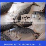 Frozen Whole Round Moonfish For Sales