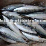 Frozen Mackerel, Pacific Mackerel thumbnail-1