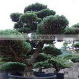 Professional and High-grade Bonsai Plants for Sale Tree at Custom Tailoring thumbnail-5