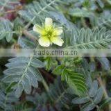 Tribulus Extract thumbnail-4