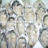 Frozen Half Shell Oyster for Sale