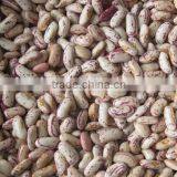Light Speckled Kideny Bean thumbnail-2